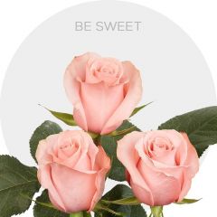 Pink Be Sweet 40-70 cm