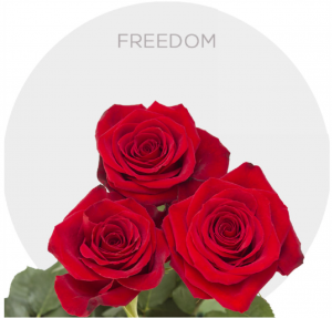 Box Red Freedom Roses 70 cm (175 St)