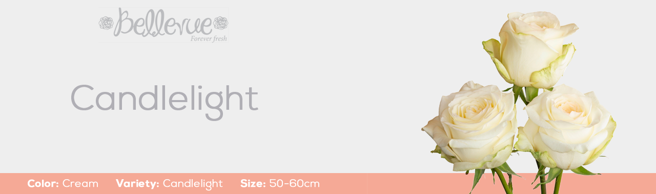 Cream Candlelight Roses