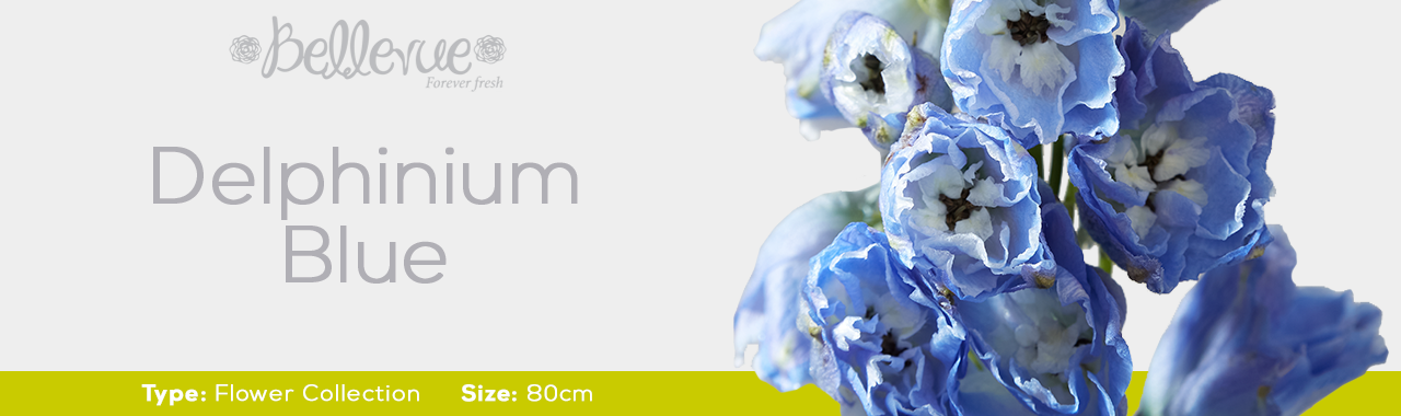 Delphinium Blue 80 cm (150 St)
