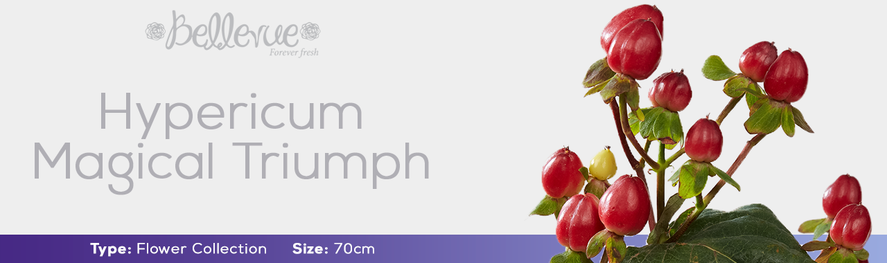 Hypericum Magical Triumph 70 cm (120 St)
