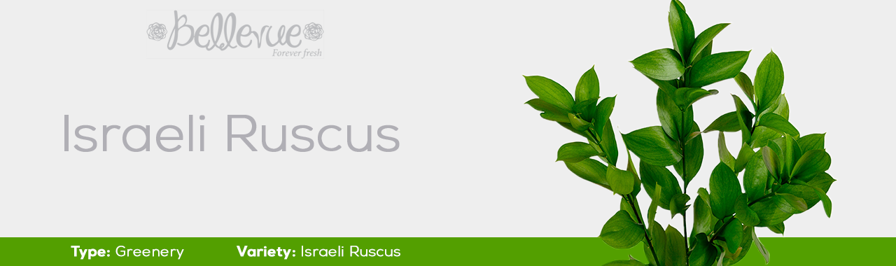 Greenery Ruscus (320 St)