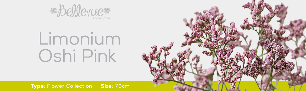 Limonium Oshi Pink 70 cm (130 St)