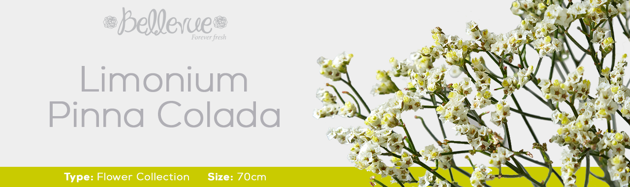 Box Limonium Pinna Colada 70 cm (130 St)