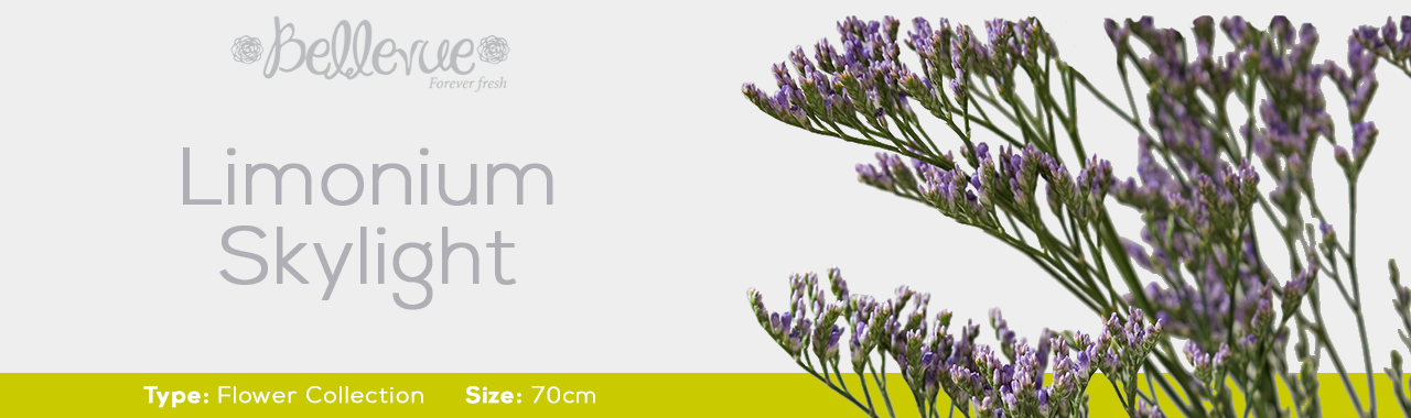Limonium Skylight 70 cm (130 St)