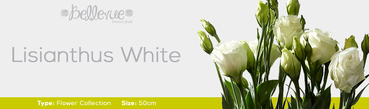 Lisianthus White 70 cm (150 St)