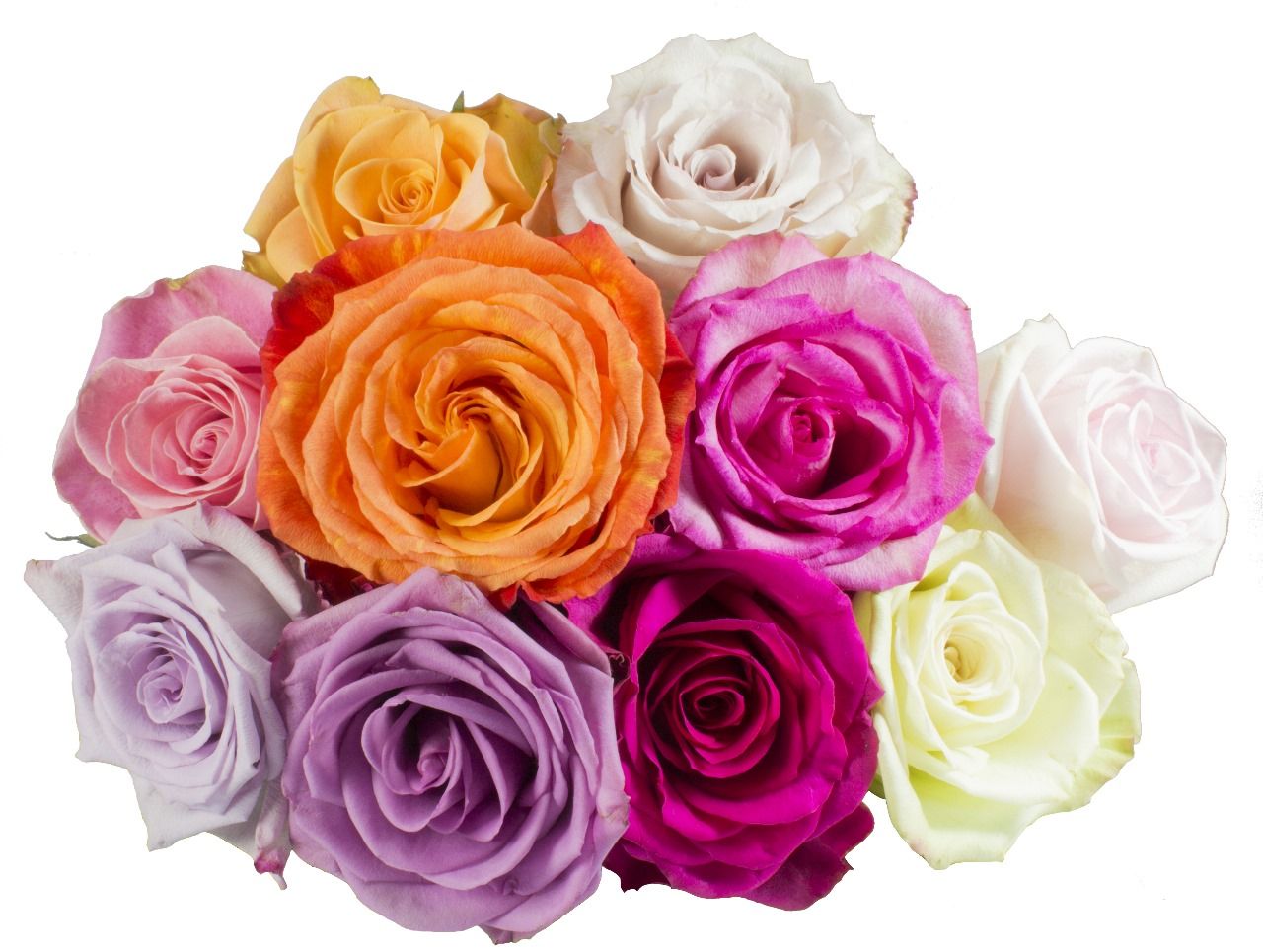 Select over 200 varieties