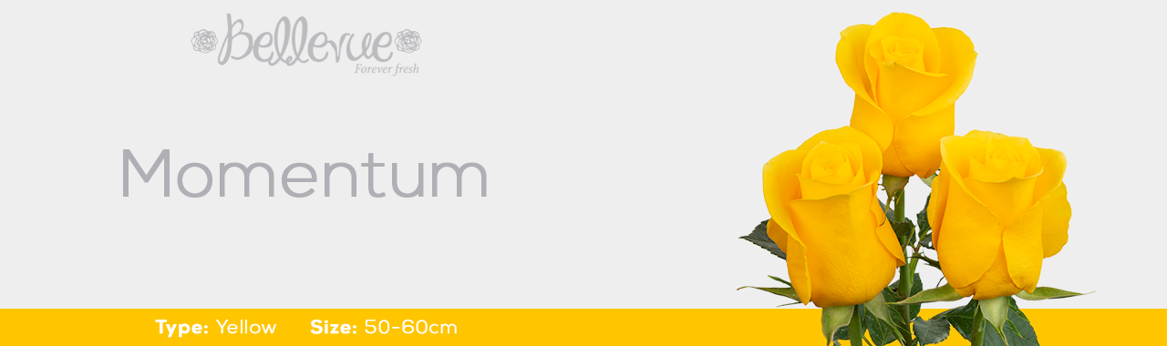 Yellow Momentum 50-60cm
