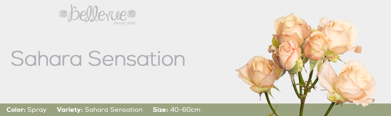 Orange Star Spray Roses