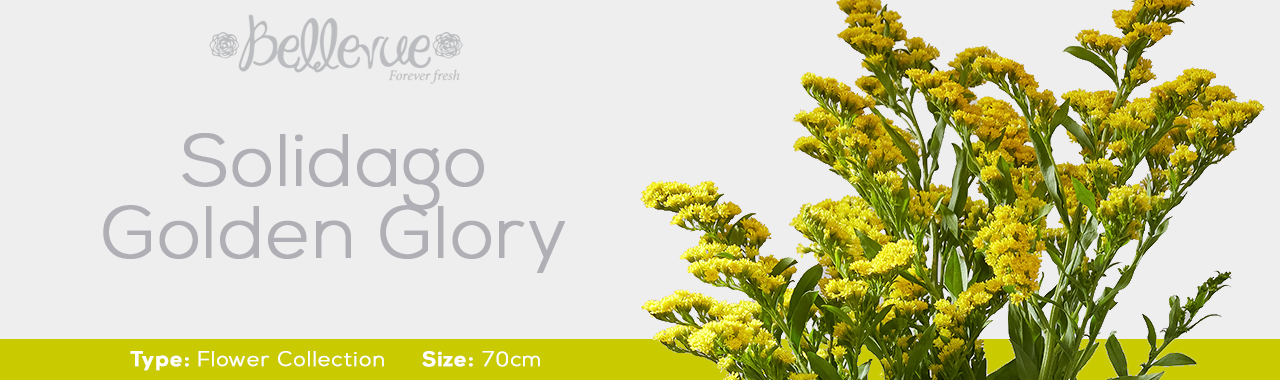 Flower's Solidago Golden Glory 50 cm (150 St)