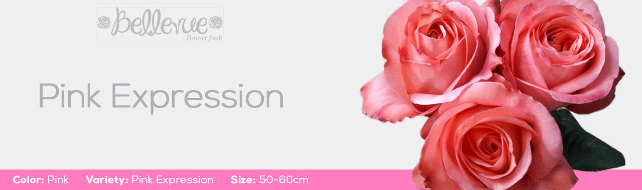 Pink Expression Roses