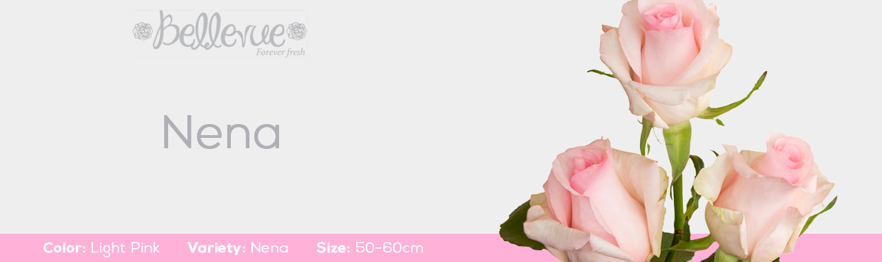 Nena Light Pink Rose
